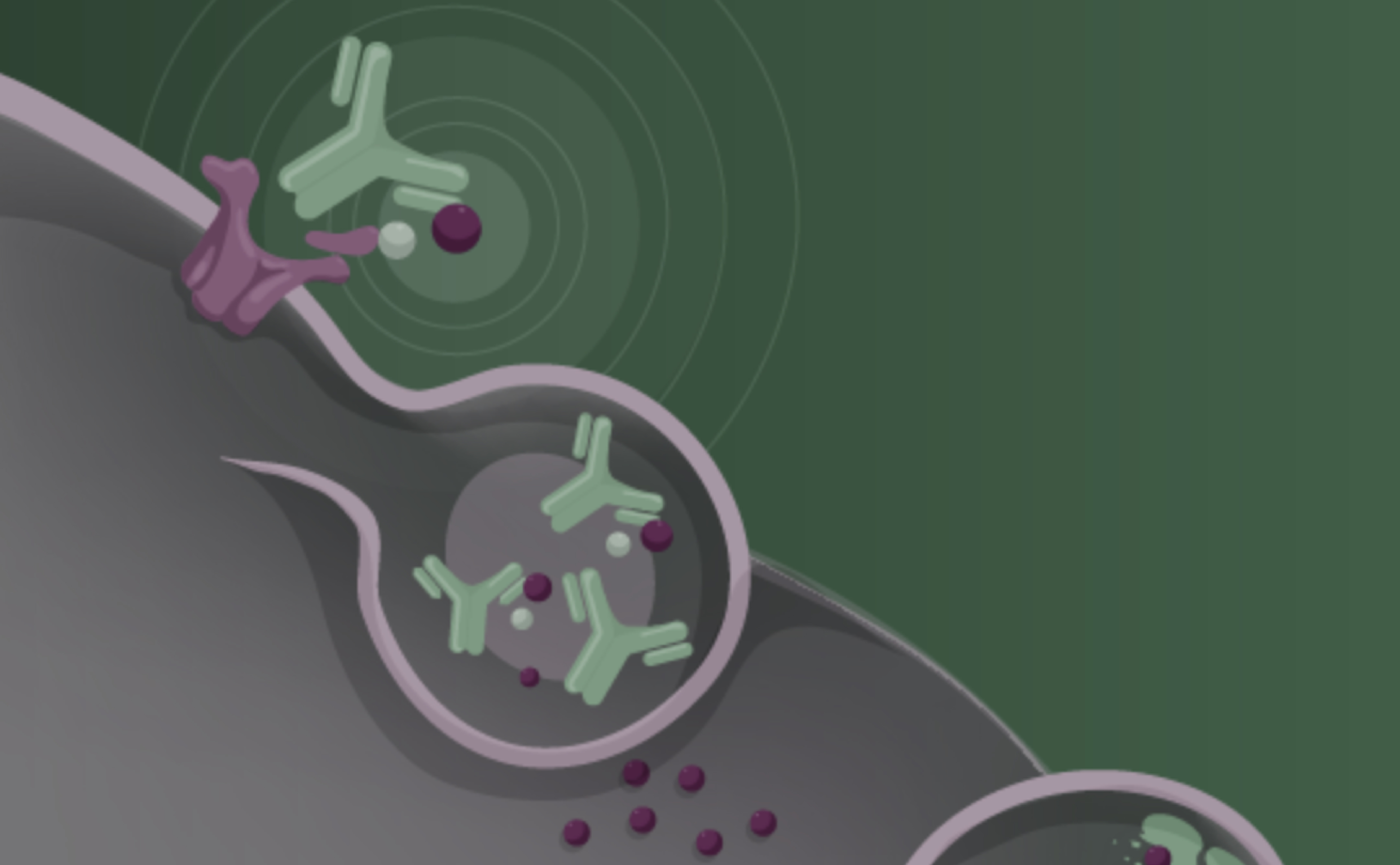 Precision bioconjugation and intracellular trafficking assays to uncover therapeutic antibody performance